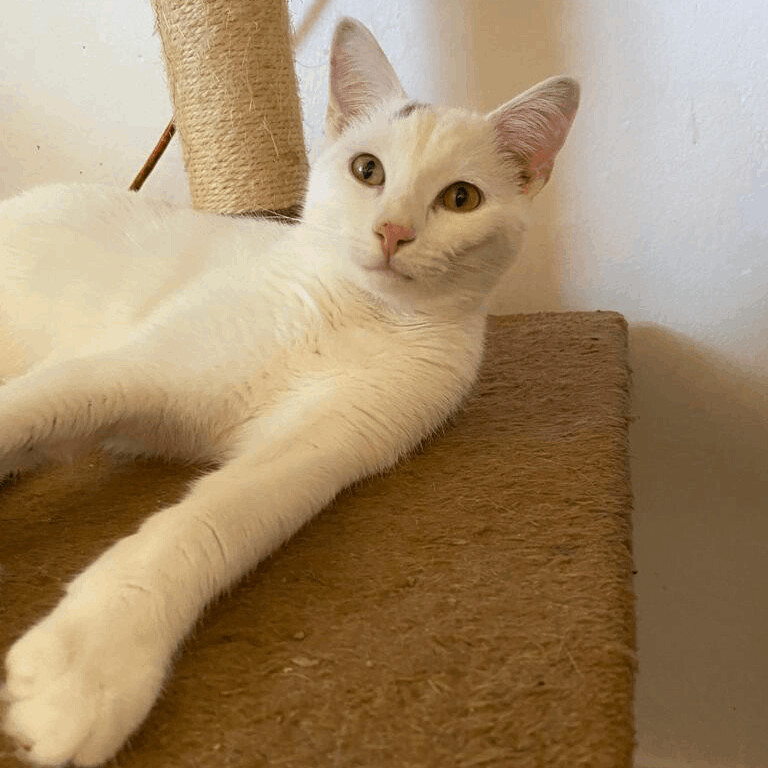 Xanadu and Magic, Adoptable, Young Male Domestic Short Hair.