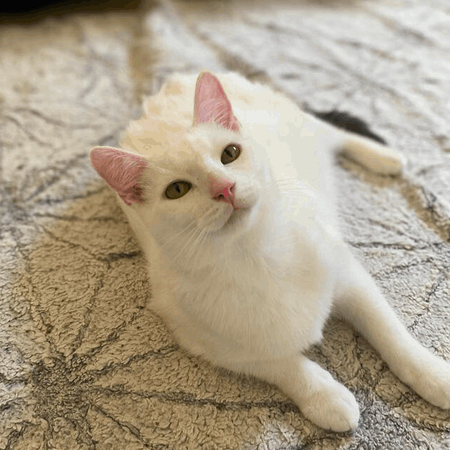 Enlarge Xanadu and Magic, a Adoptable mixed breed in Warwick, RI image 2/6