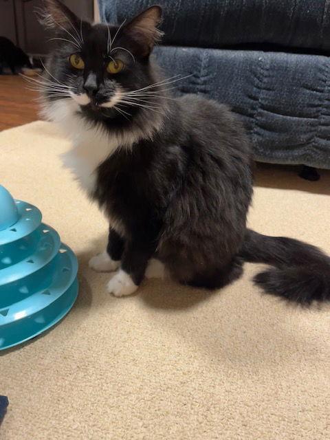 Breena, Adoptable, Adult Female Domestic Long Hair.