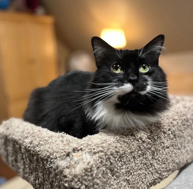 Breena, Adopted, Adult Female Domestic Long Hair.