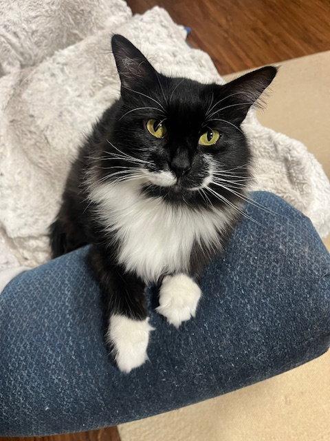 Enlarge Breena, a Adopted Domestic Long Hair in Burlington, WA image 2/3