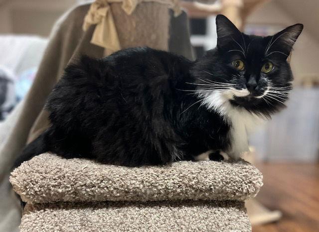 Breena, a Adoptable Domestic Long Hair in Burlington, WA image 3/3