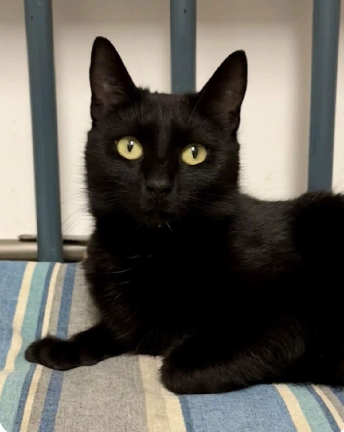 Enlarge Sootica, a Adoptable Domestic Short Hair in Newtown Square, PA image 1/3