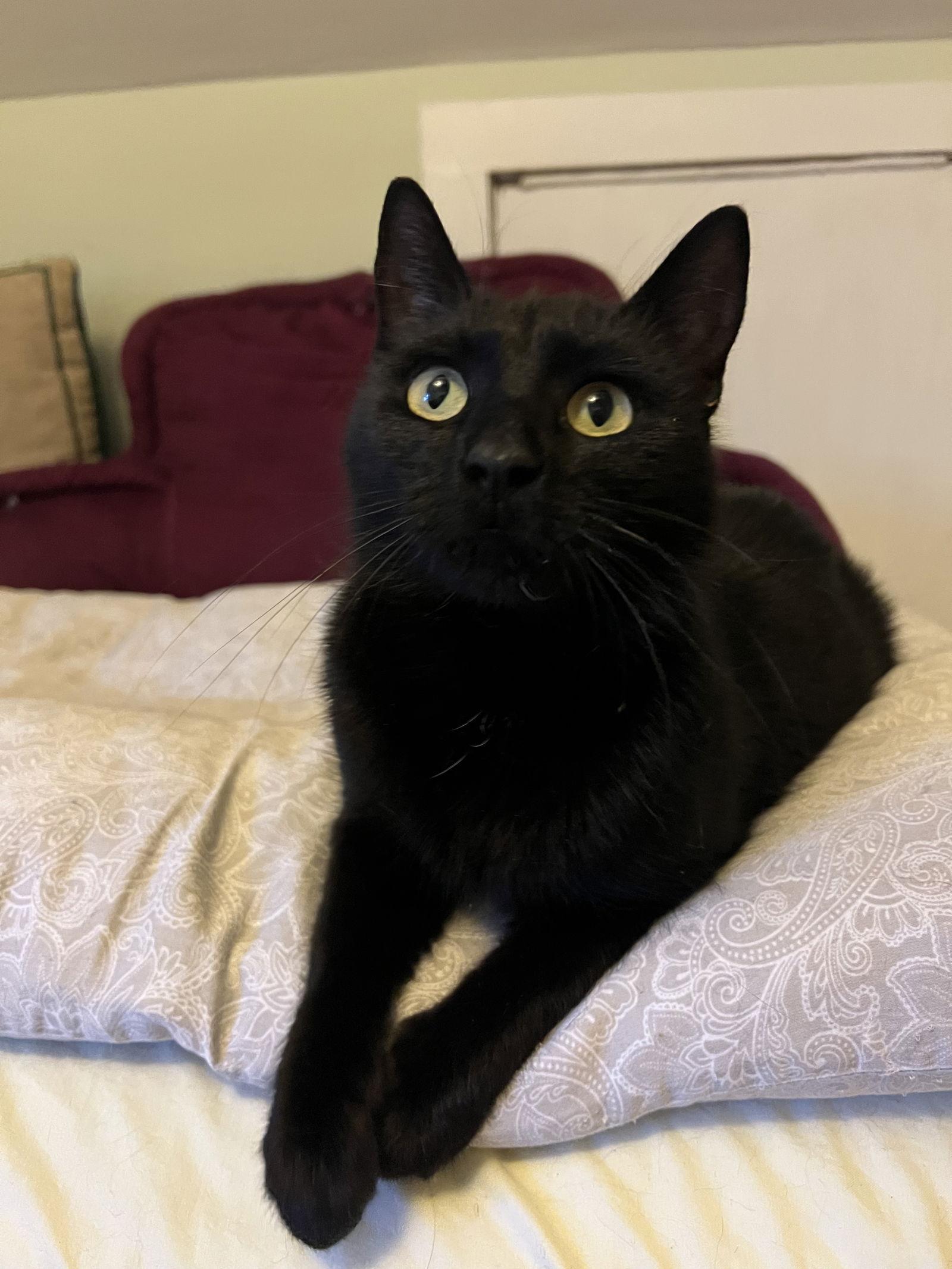 Enlarge Sootica, a Adoptable Domestic Short Hair in Newtown Square, PA image 2/3