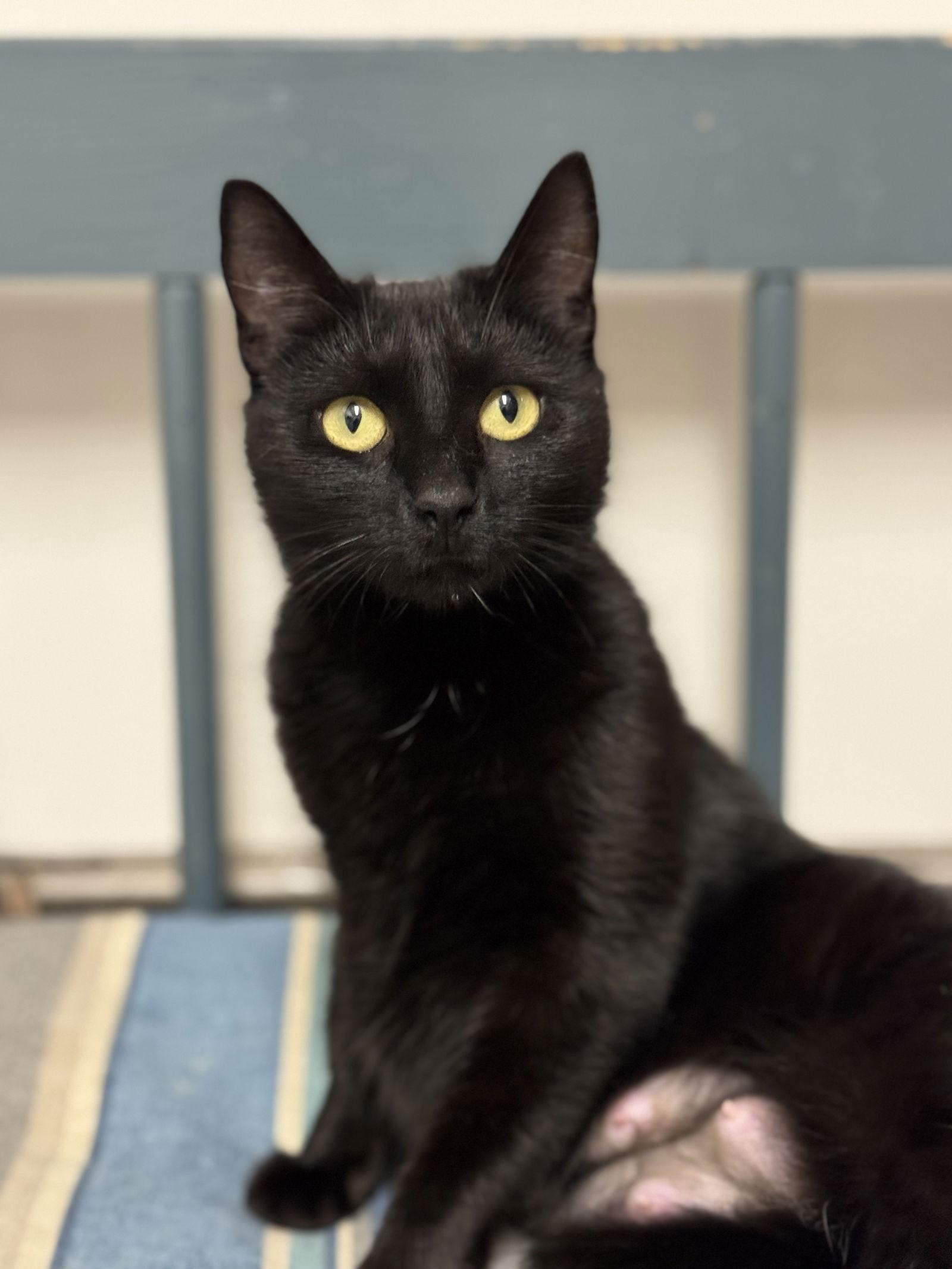 Enlarge Sootica, a Adoptable Domestic Short Hair in Newtown Square, PA image 3/3
