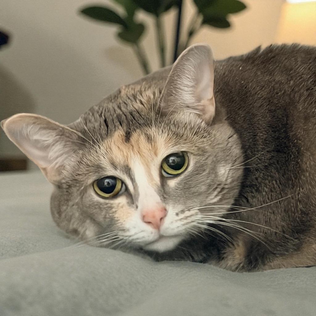 Enlarge Raisin, a Adoptable mixed breed in Cape Coral, FL image 1/1