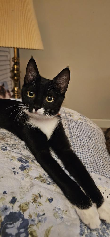 Meenie, Adoptable, Young Female Domestic Short Hair.