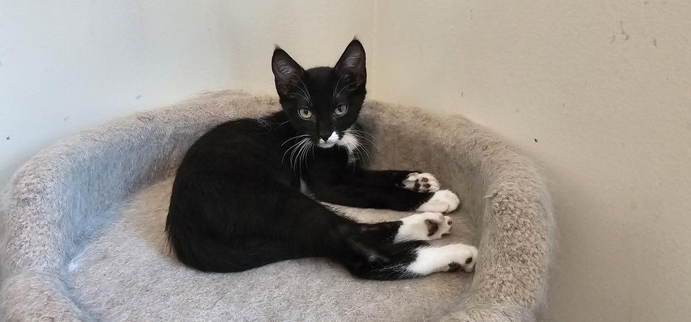 Meenie, a Adoptable mixed breed in Powder Springs, GA image 2/6