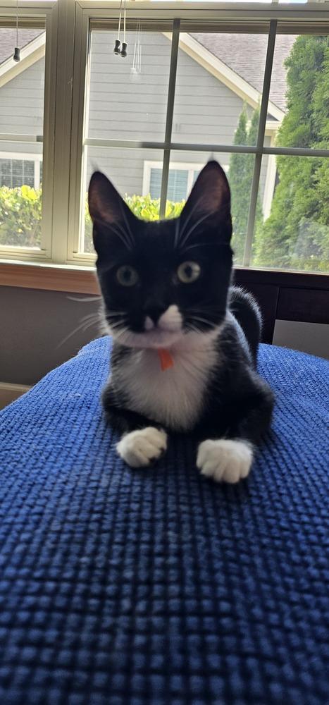 Meenie, a Adoptable mixed breed in Powder Springs, GA image 4/6