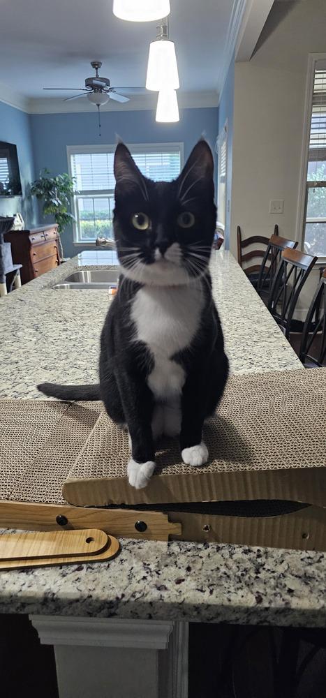 Meenie, a Adoptable mixed breed in Powder Springs, GA image 5/6