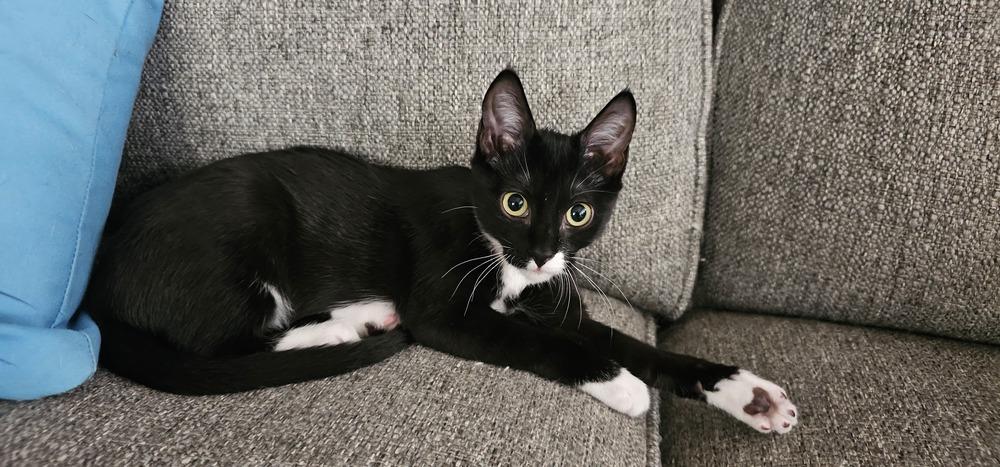 Meenie, a Adoptable mixed breed in Powder Springs, GA image 6/6