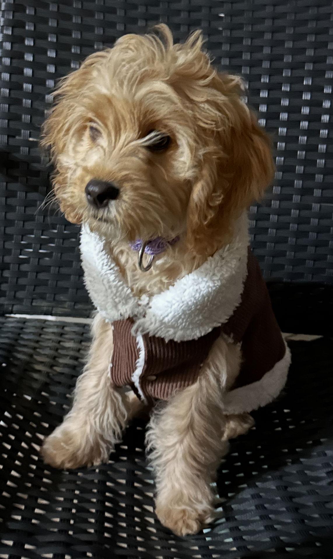 Cornbread K9, Adopted, Puppy Female Cockapoo.