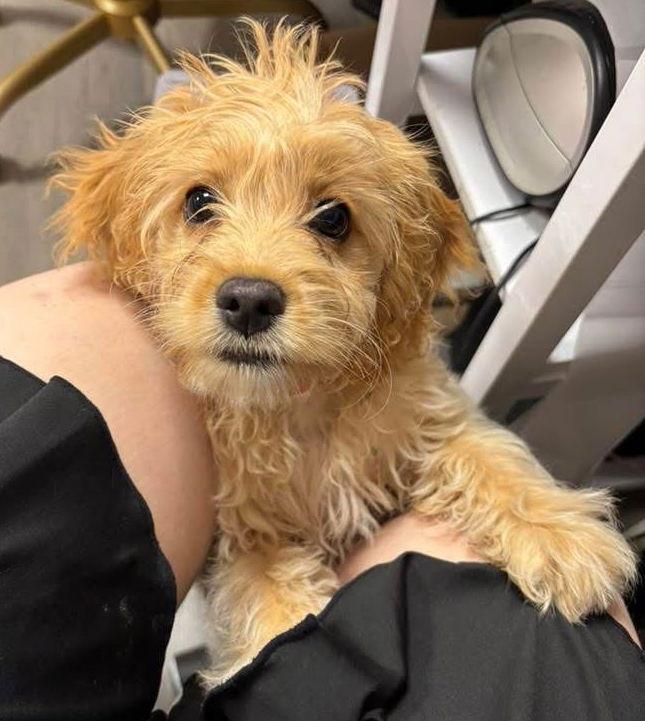 Cornbread K9, a Adopted Cockapoo in Satellite Beach, FL image 2/3