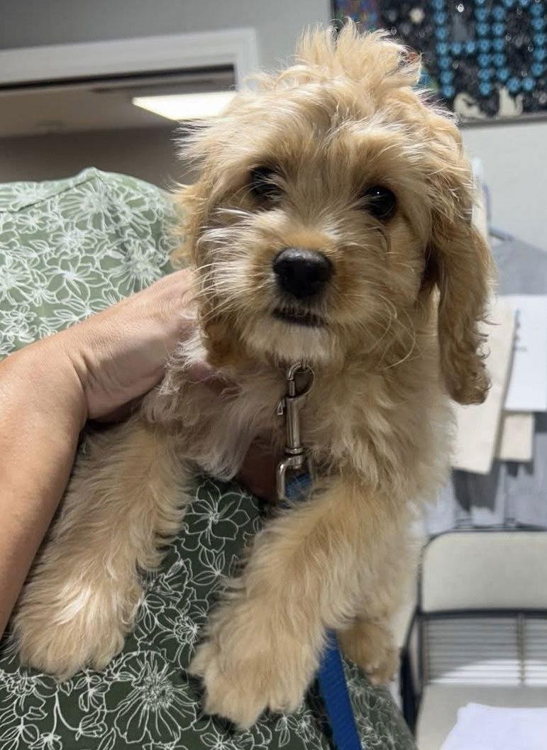 Cornbread K9, a Adopted Cockapoo in Satellite Beach, FL image 3/3