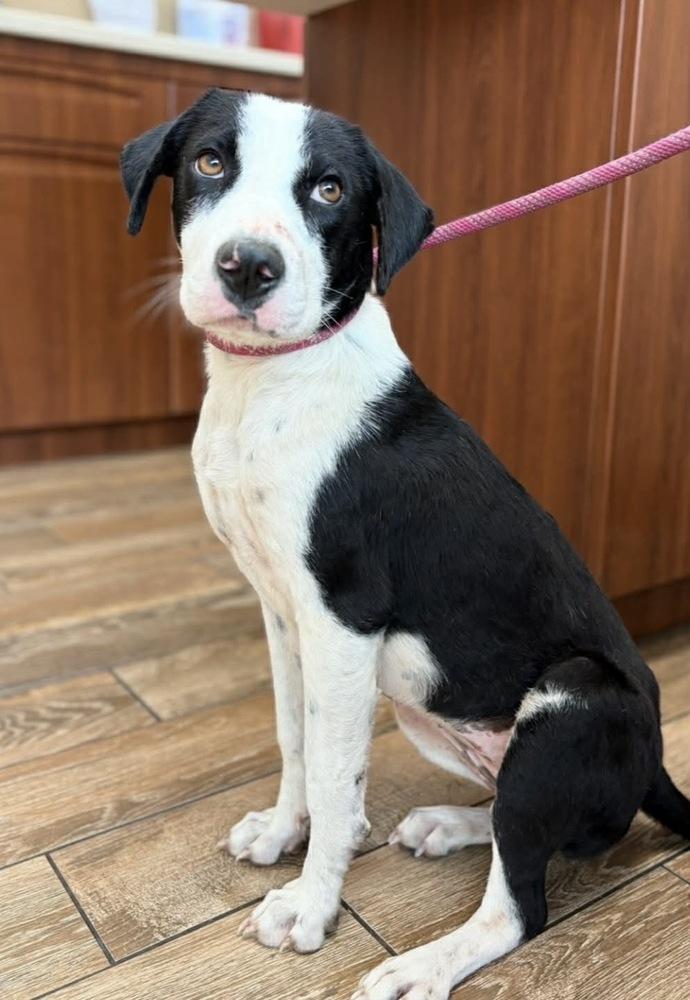 Birdie, Adoptable, Young Female Labrador Retriever & Collie.