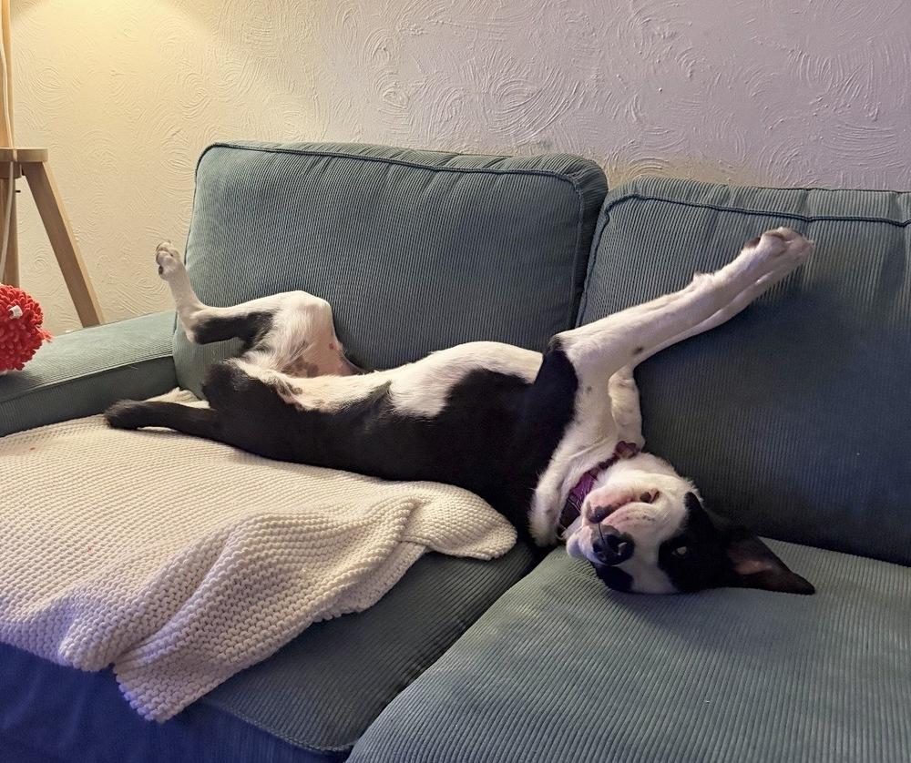 Enlarge Birdie, a Adoptable mixed breed in Boulder, CO image 2/6