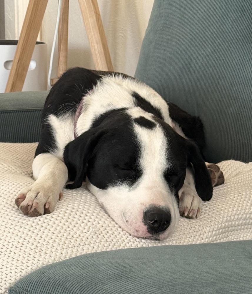 Enlarge Birdie, a Adoptable mixed breed in Boulder, CO image 3/6
