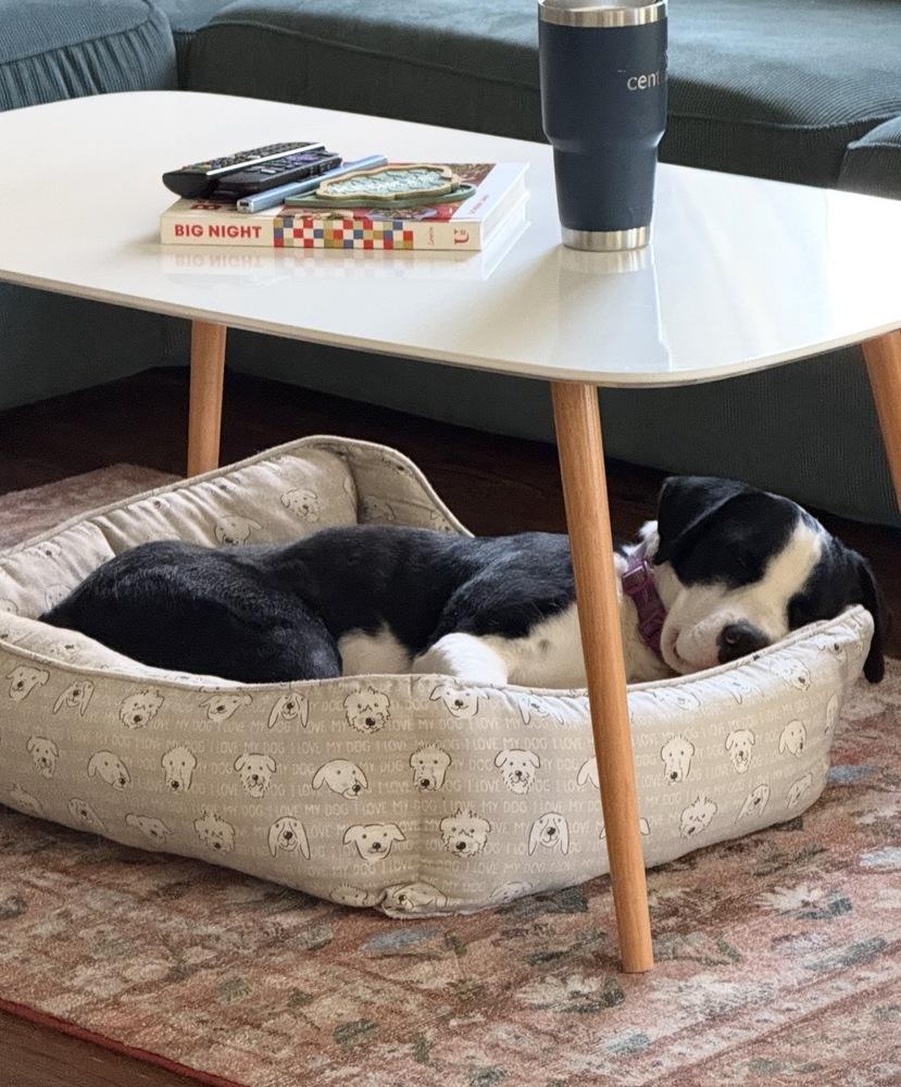 Enlarge Birdie, a Adoptable mixed breed in Boulder, CO image 4/6