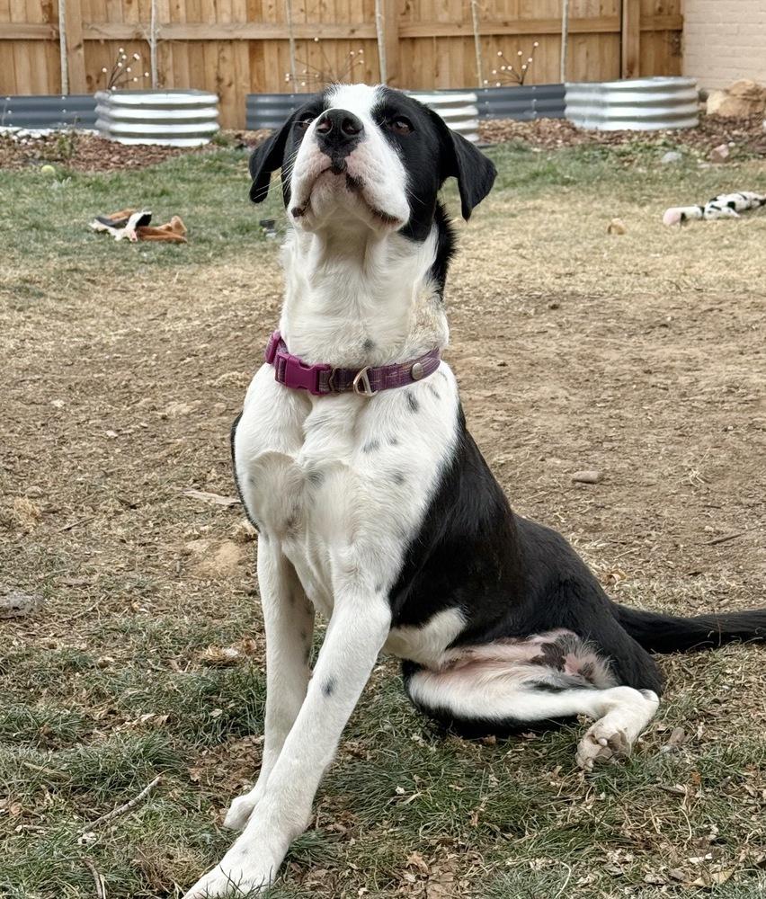 Enlarge Birdie, a Adoptable mixed breed in Boulder, CO image 5/6