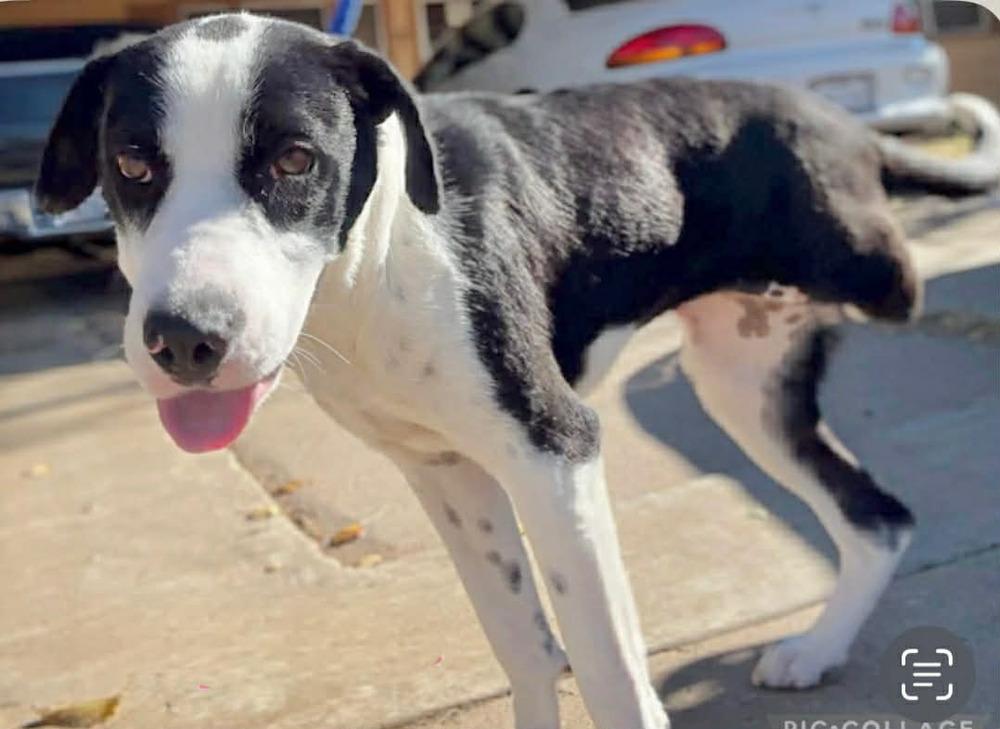 Enlarge Birdie, a Adoptable mixed breed in Boulder, CO image 6/6