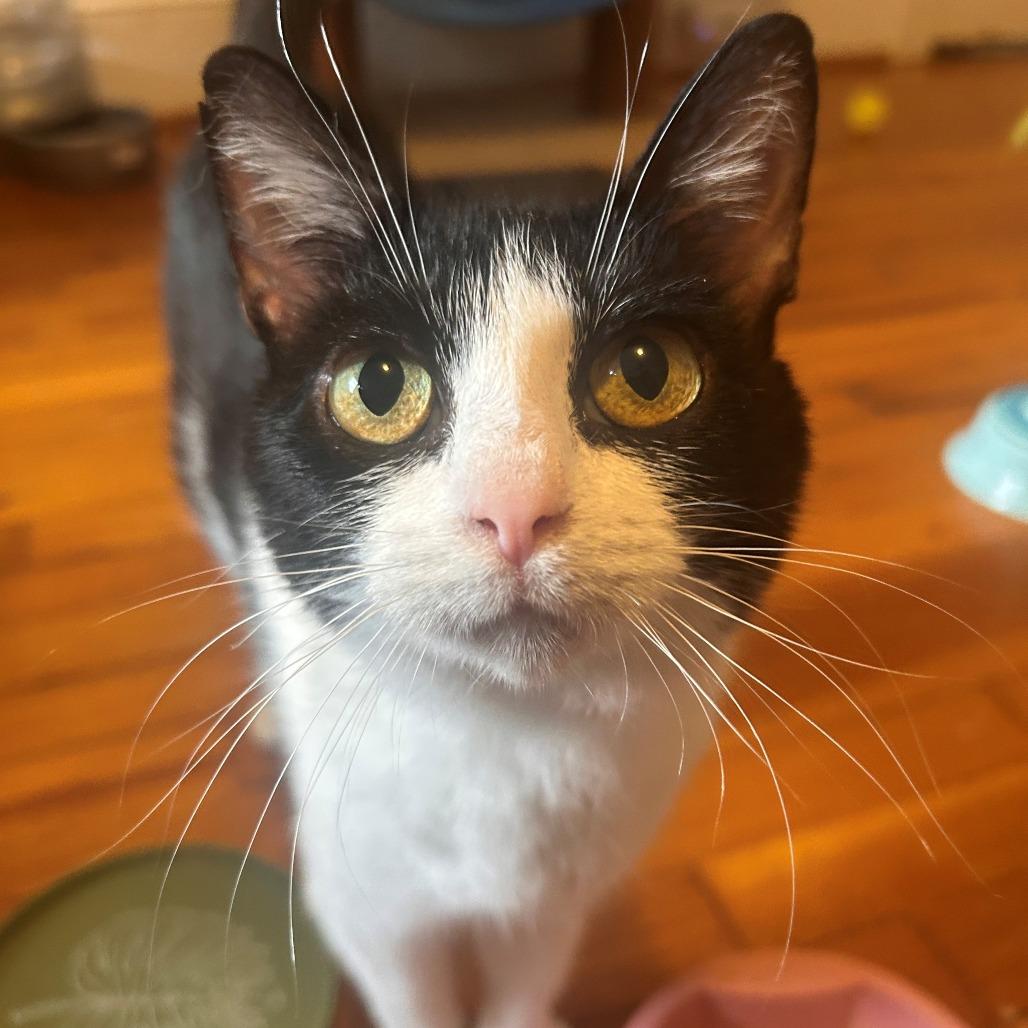 Enlarge Miss Kitty (Dolly), a Adoptable American Shorthair in Winston Salem, NC image 1/3