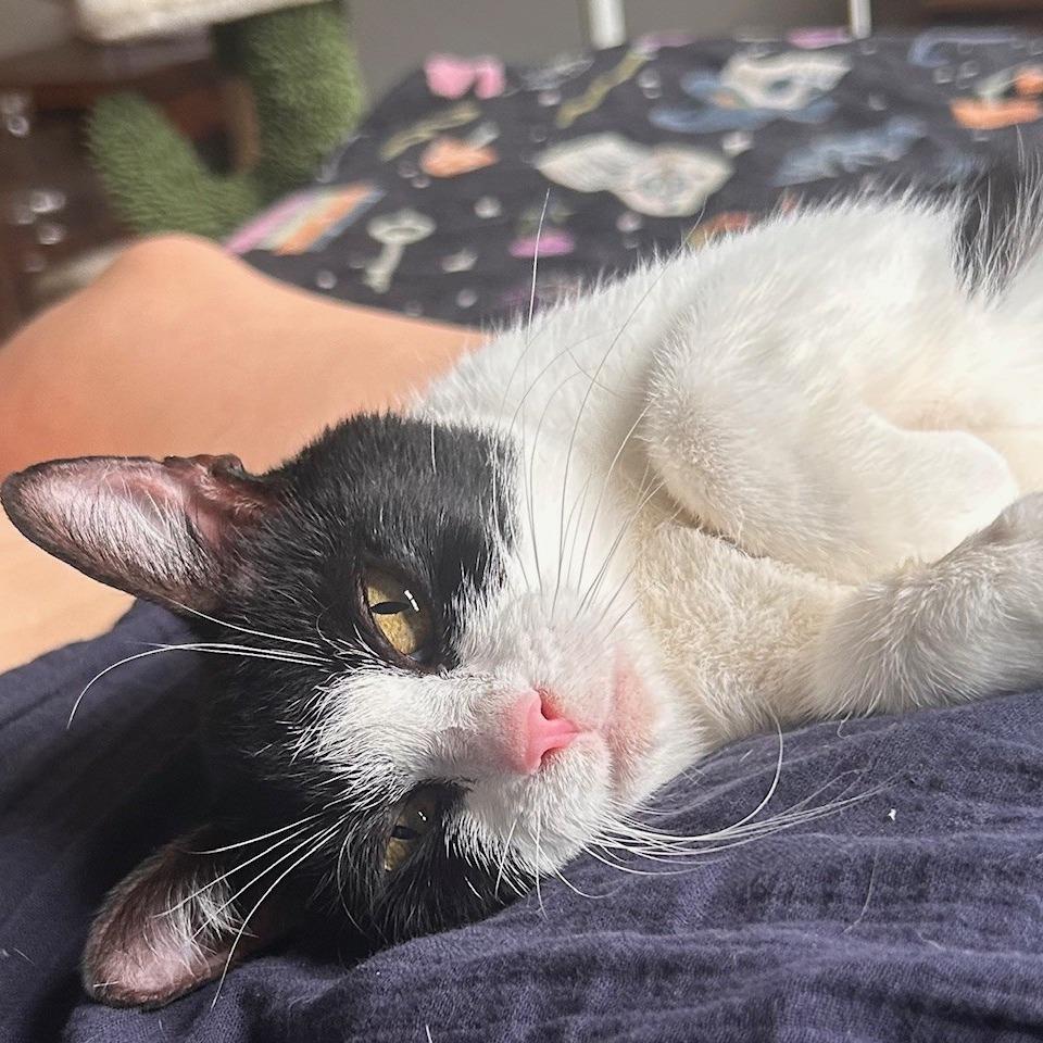 Enlarge Miss Kitty (Dolly), a Adoptable American Shorthair in Winston Salem, NC image 2/3