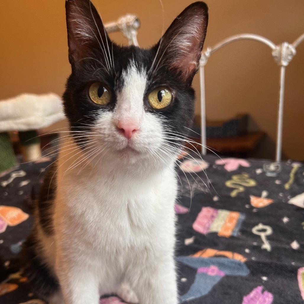 Enlarge Miss Kitty (Dolly), a Adoptable American Shorthair in Winston Salem, NC image 3/3