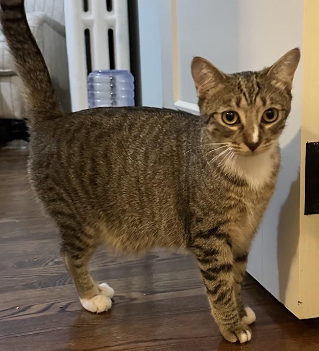 Enlarge Poppy, a Adoptable Domestic Short Hair in Buffalo, NY image 2/2
