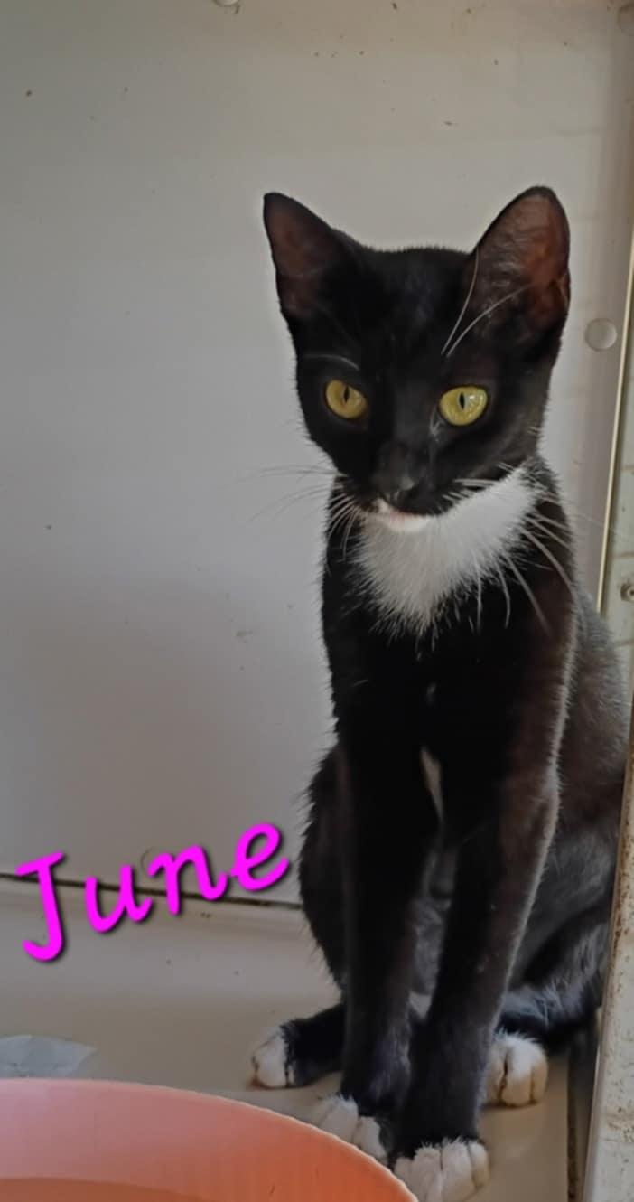 June, a Adoptable Domestic Short Hair in Mount Pleasant, TX image 1/2