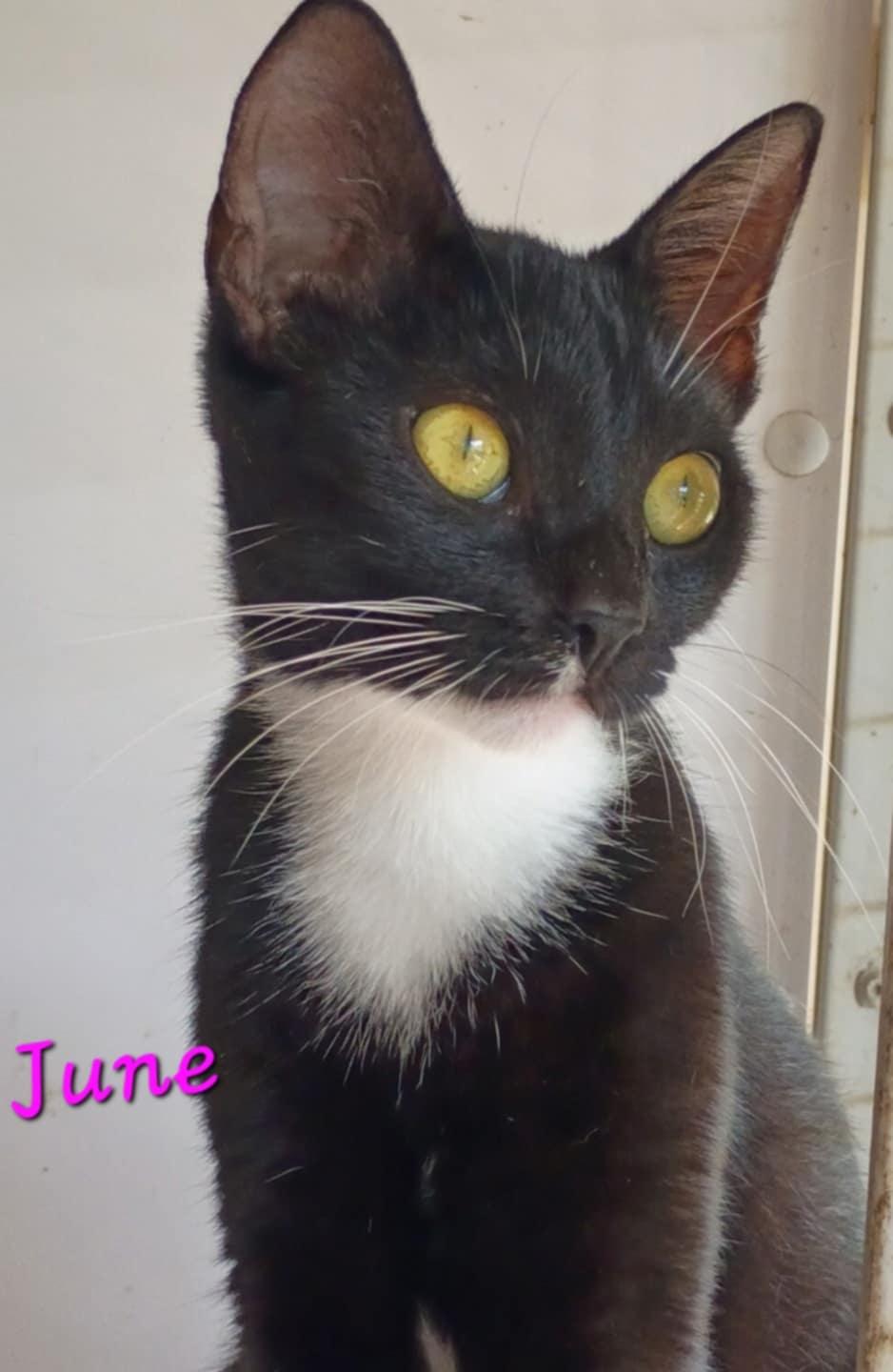 June, a Adoptable Domestic Short Hair in Mount Pleasant, TX image 2/2