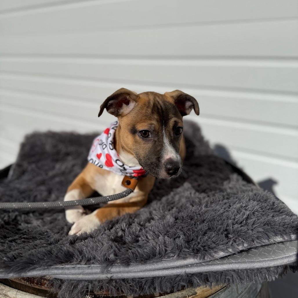 Enlarge Grumpy, a Adoptable mixed breed in Newberg, OR image 2/6