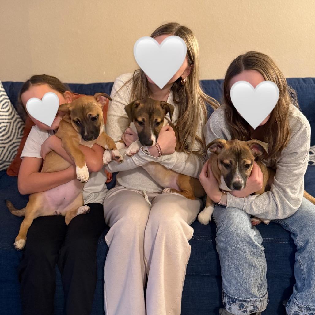 Enlarge Grumpy, a Adoptable mixed breed in Newberg, OR image 3/6