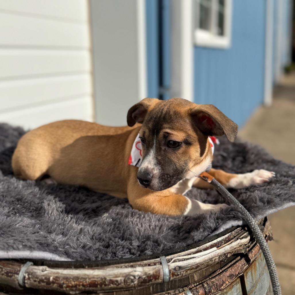 Enlarge Grumpy, a Adoptable mixed breed in Newberg, OR image 4/6