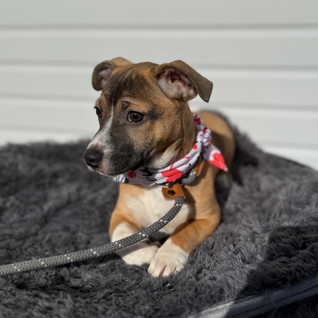 Enlarge Grumpy, a Adoptable mixed breed in Newberg, OR image 5/6