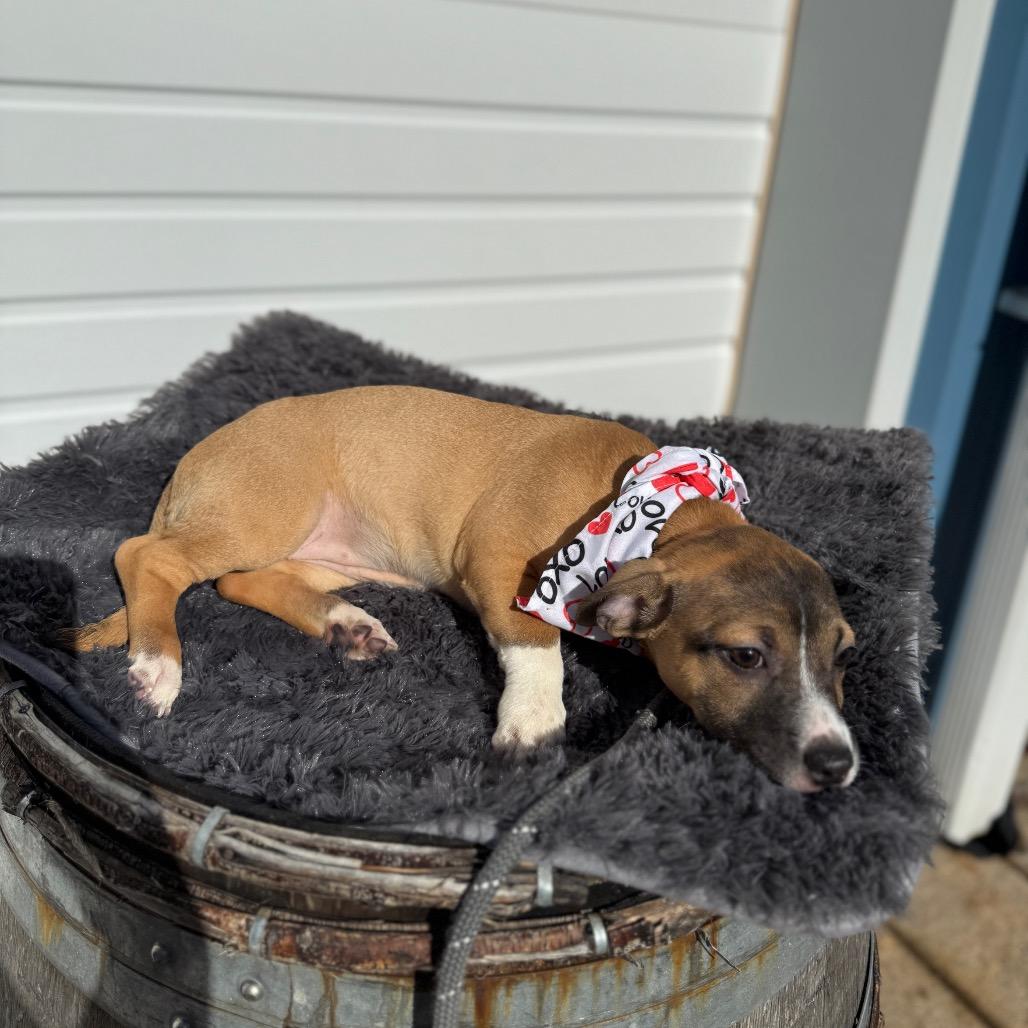 Enlarge Grumpy, a Adoptable mixed breed in Newberg, OR image 6/6