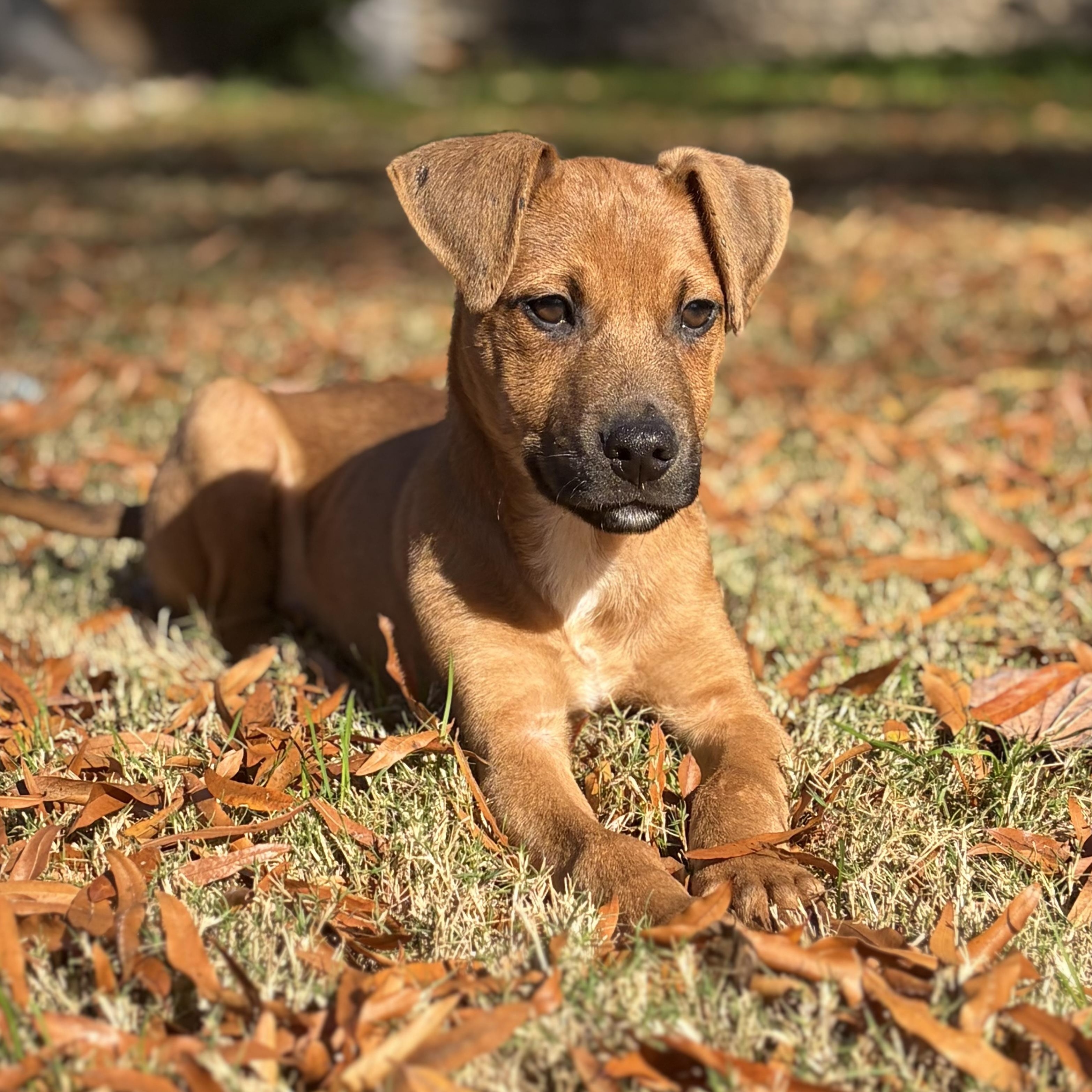 Enlarge Nugget, a Adoptable Mixed Breed in Charlotte, NC image 1/4