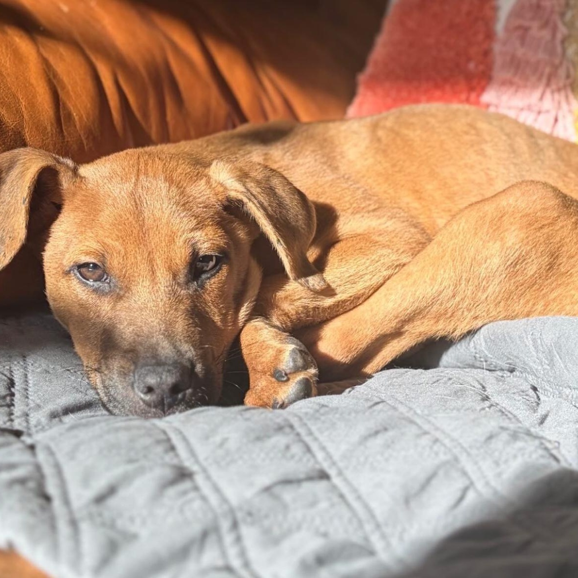 Enlarge Nugget, a Adoptable Mixed Breed in Charlotte, NC image 2/4