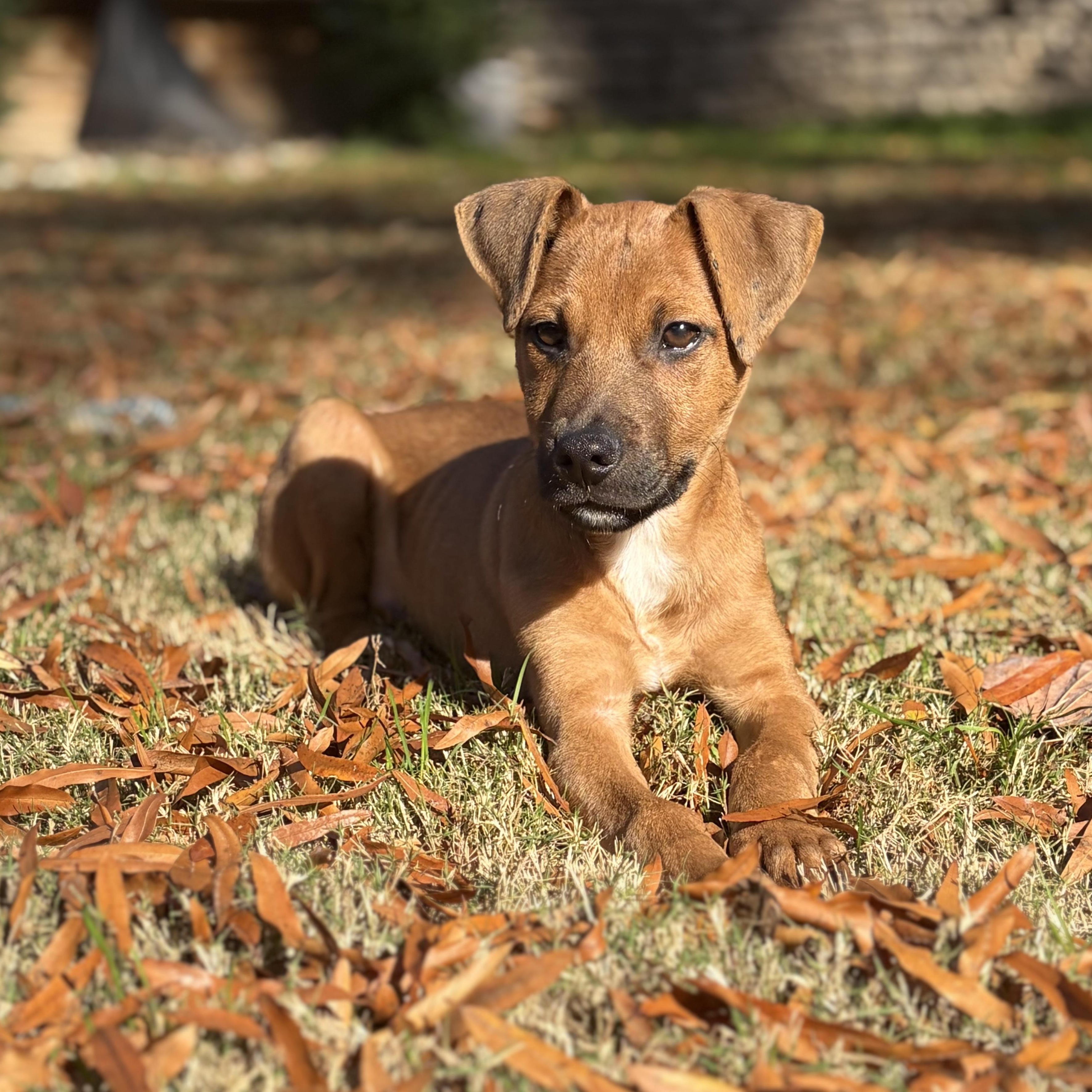 Enlarge Nugget, a Adoptable Mixed Breed in Charlotte, NC image 3/4