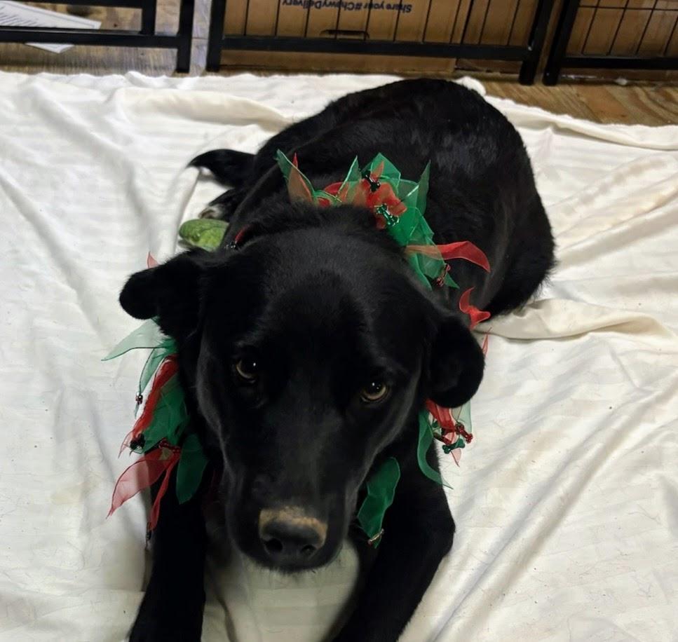 Miko, ADOPTABLE, Adult Female Black Labrador Retriever.
