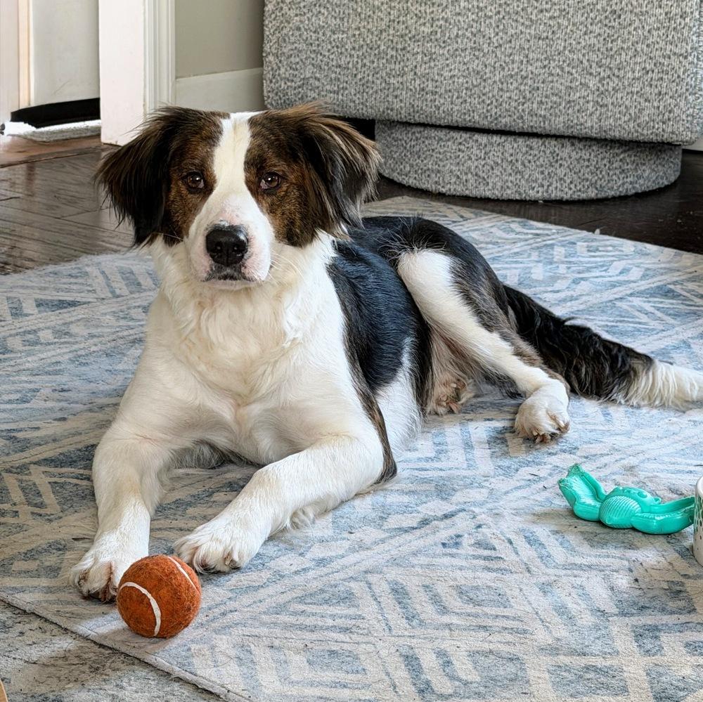 Josie — thumbnail 6