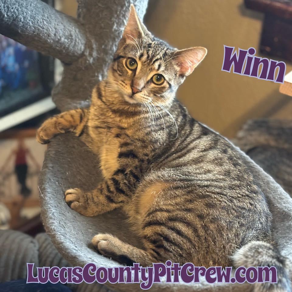 Winn, Adoptable, Kitten Male American Shorthair & Domestic Short Hair.