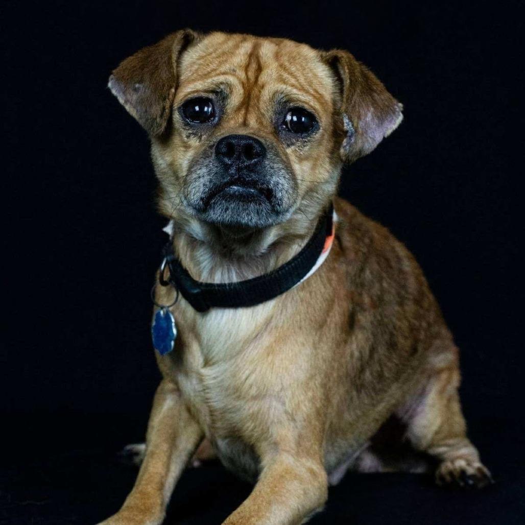 Jimmy, Adoptable, Adult Male Pug & Chihuahua.