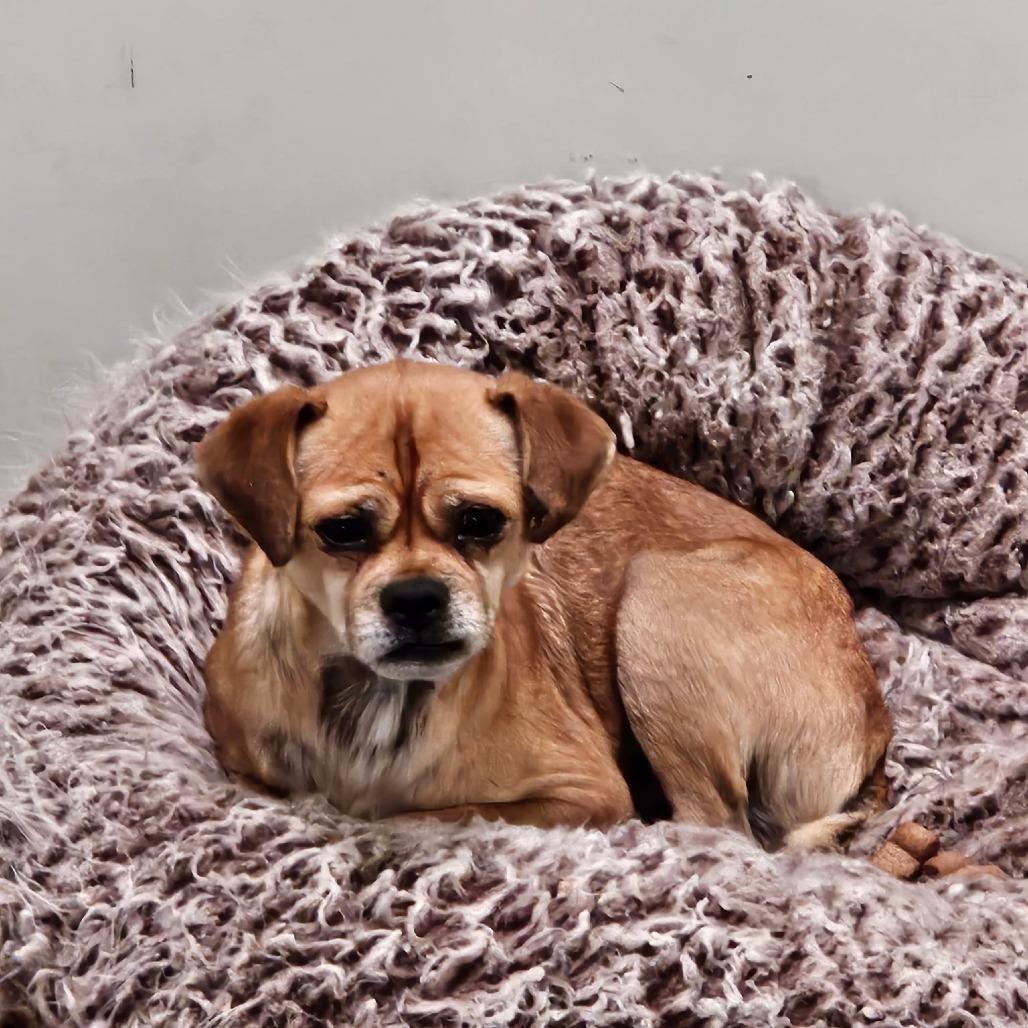 Enlarge Jimmy, a Adoptable mixed breed in Chico, CA image 2/3