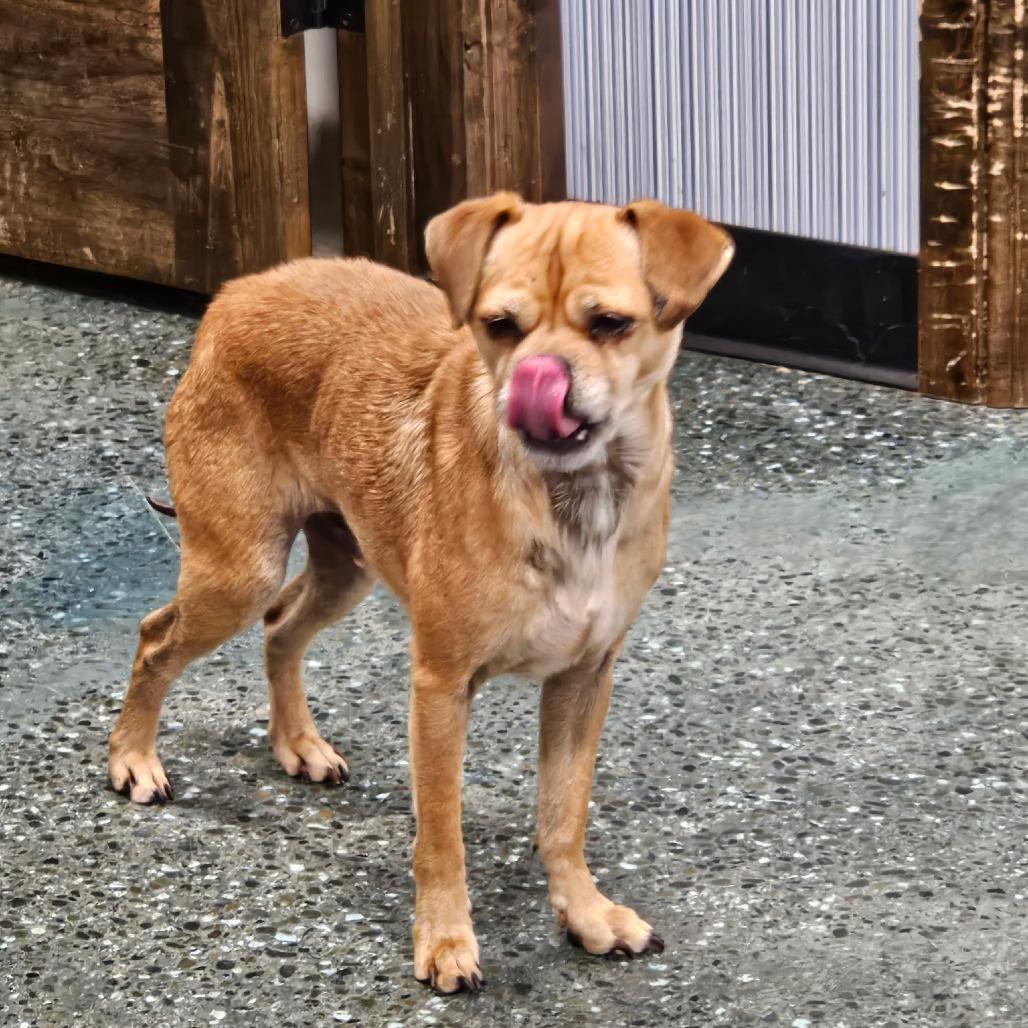 Enlarge Jimmy, a Adoptable mixed breed in Chico, CA image 3/3