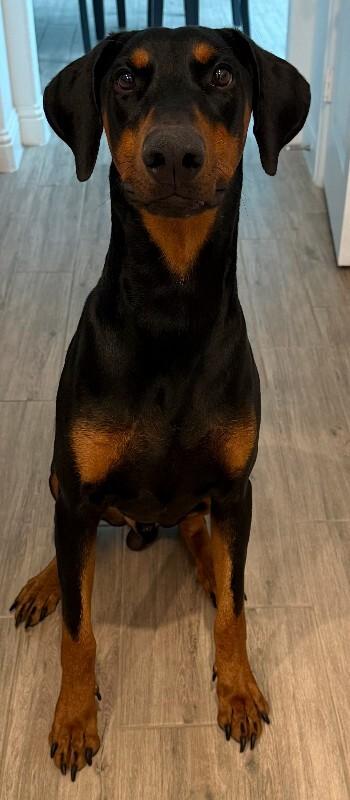 Apollo, Adoptable, Adult Male Doberman Pinscher & Mixed Breed.