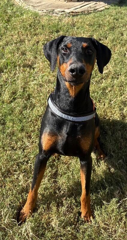 Enlarge Apollo, a Adoptable mixed breed in Katy, TX image 2/3