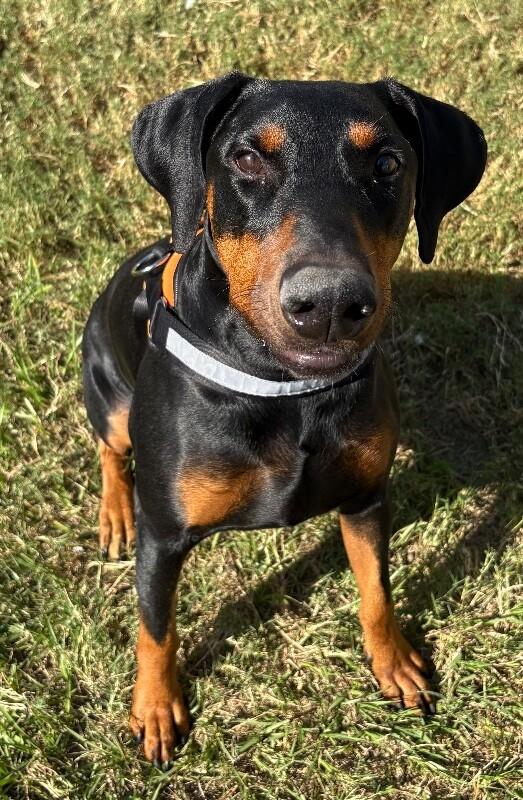 Enlarge Apollo, a Adoptable mixed breed in Katy, TX image 3/3