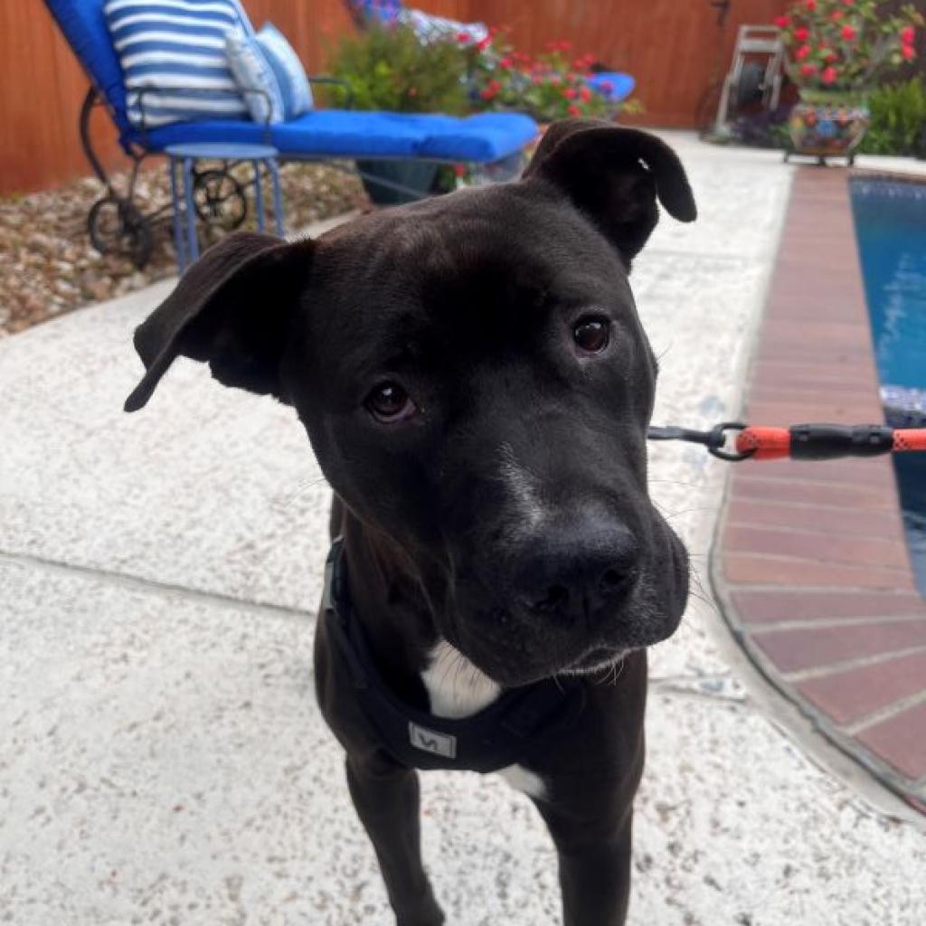 Enlarge Brownie, a Adoptable Mixed Breed in Houston, TX image 1/2