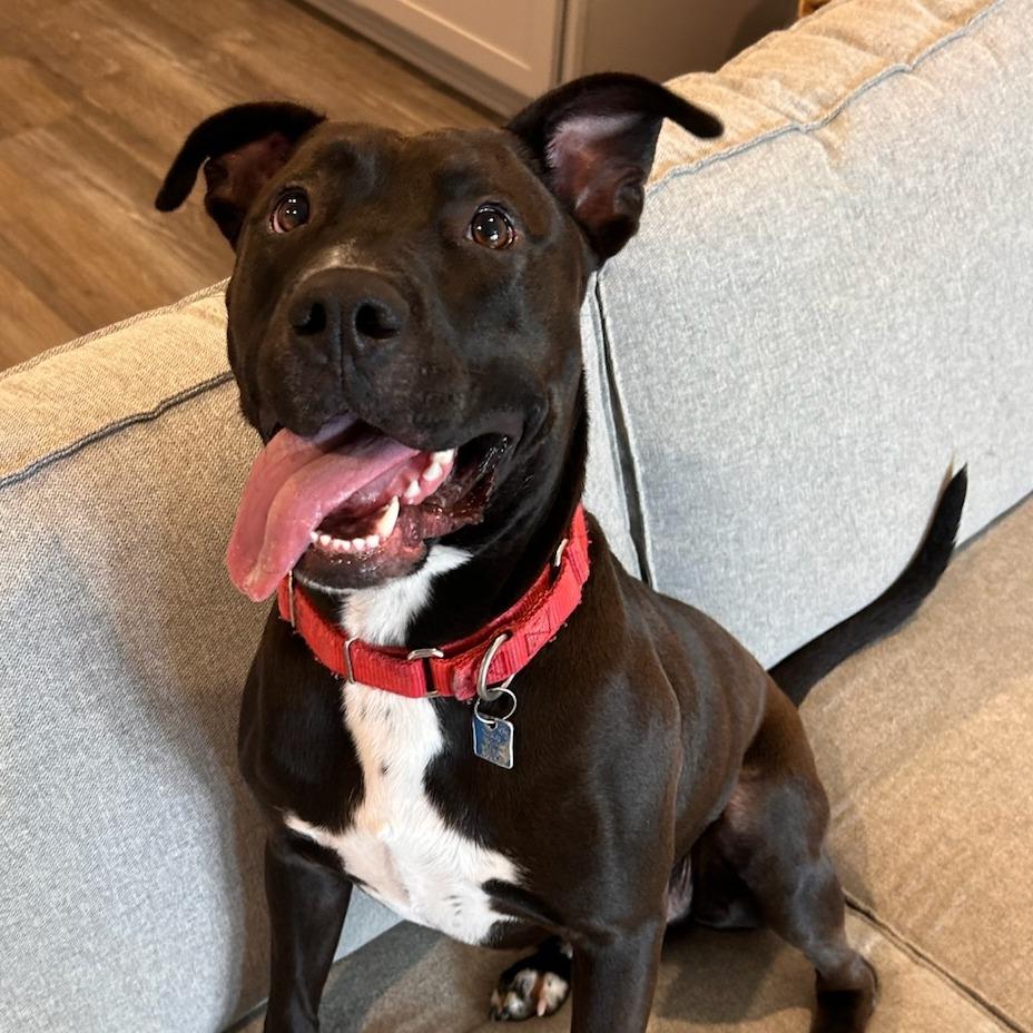 Enlarge Brownie, a Adoptable Mixed Breed in Houston, TX image 2/2