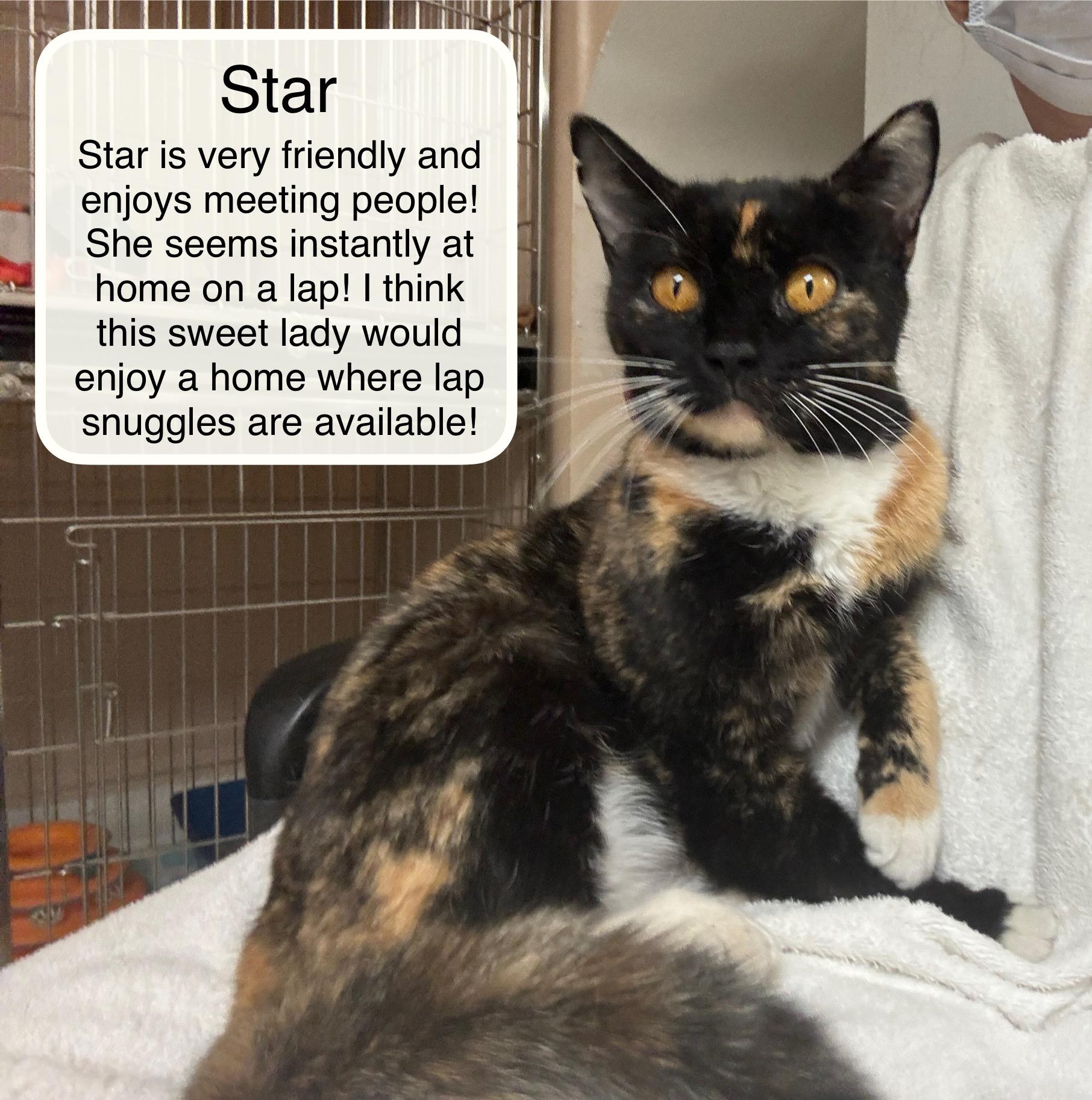 Enlarge Star, an adopted Domestic Short Hair in Ellicott City, MD image 1/3